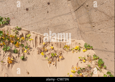 Wind blown sand from shore and beech blown up against concrete where xerophytic plants are stabilizing the sand sea bindweed Stock Photo