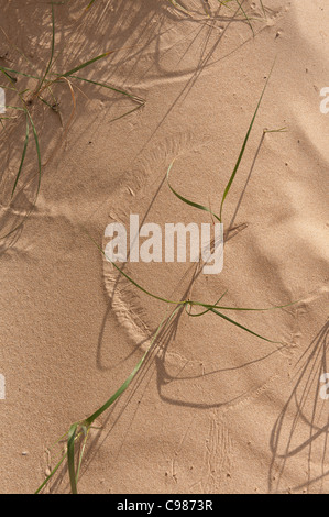 Patterns created in drifting sand from wind moving grass and small pebbles Stock Photo