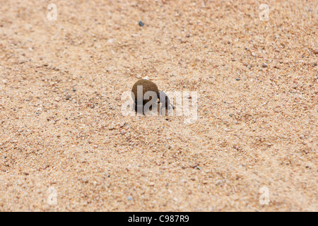 Dung beetles (Scarabaeidae coprinae) male pushing, female on the side roll their collected dung ball. Stock Photo