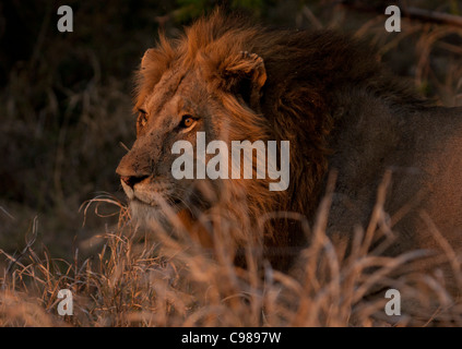 Tight portrait of a black-maned male lion in warm light Stock Photo