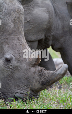 Tight portrait of a white rhino grazing