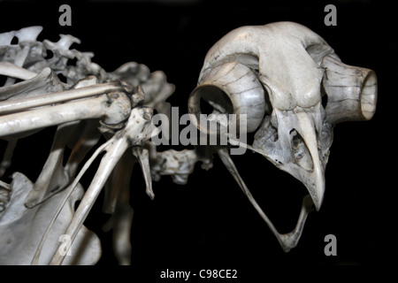 Owl Skull Stock Photo