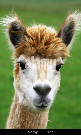 An alpaca (Vicugna pacos) staring at the camera Stock Photo