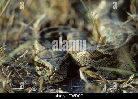 african python, water python, african rock python... African Python (Python Sebae Stock Photo - Alamy