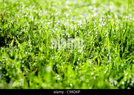Morning dew drops on green grass with shallow depth of field Stock Photo