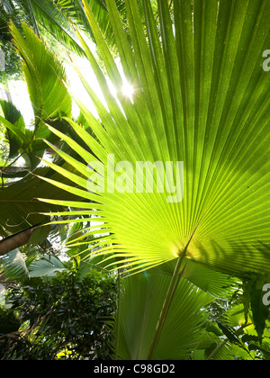 Brazil, Amazon, Interior of rain Forest Stock Photo