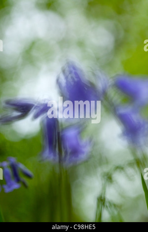 Detail view of Bluebells, close up image of Flower Heads Stock Photo