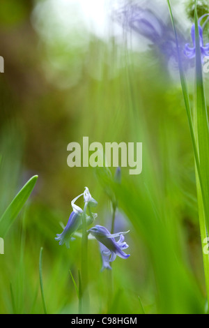 Detail view of Bluebells, close up image of Flower Heads Stock Photo