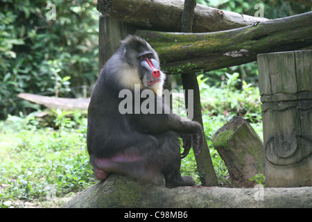 Adult Male Mandrill Baboon sitting on a log Stock Photo