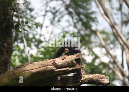 Chimpanzee exploring the wilderness of the forest Stock Photo