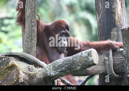 Adult Orang utan playing on a structure in the Singapore Zoo Stock Photo
