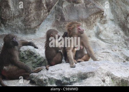 Three Hamadryas baboons grooming in the Singapore zoo Stock Photo