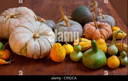 Halloween pumpkin still life on wood table with various species Stock Photo