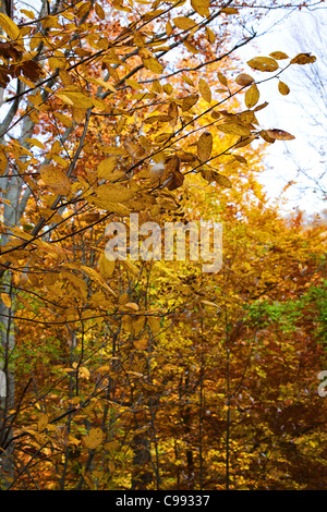 View of trees and its leaves in different colors in autumn. Stock Photo