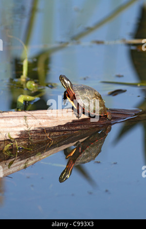 Painted turtle on log Stock Photo