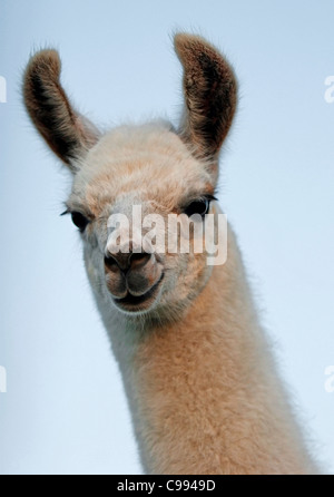 young Llama portrait / Lama glama Stock Photo