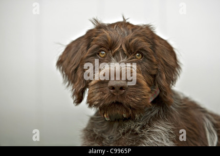 Wirehaired pointing Griffon puppy - portrait Stock Photo