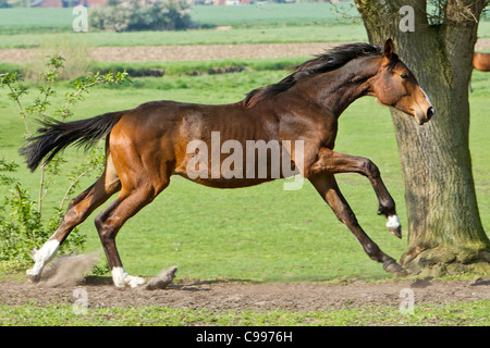 Hanoverian horse galloping Stock Photo