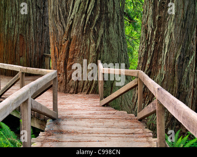 Bridge over creek in Redwood National and State Parks, California Stock Photo