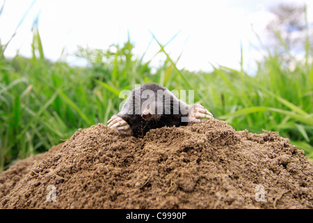 European mole (Talpa europaea) on molehill Stock Photo