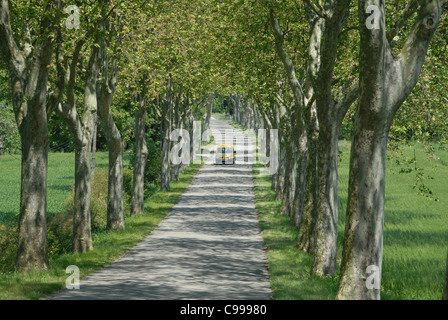 Alley of sycamore trees near Castelnaudary close to the Canal du Midi in Languedoc-Roussillon, southern France Stock Photo