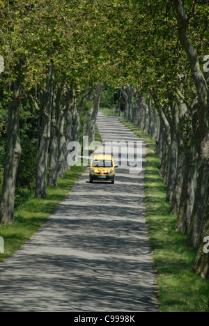 Alley of sycamore trees near Castelnaudary close to the Canal du Midi in Languedoc-Roussillon, southern France Stock Photo