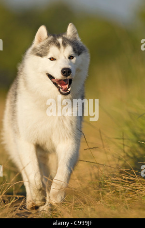siberian husky dog walking in park Stock Photo - Alamy