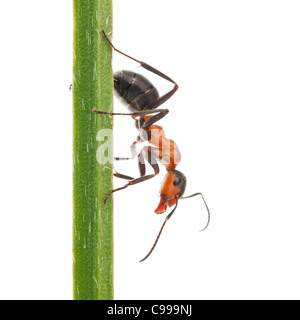 Wood ant - on plant / Formica rufa Stock Photo
