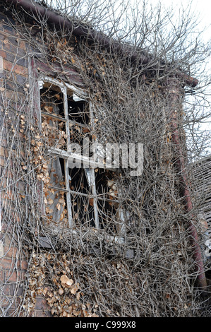 Overgrown window of derelict house uk Stock Photo