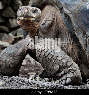 Giant tortoise at Charles Darwin Research Center. Santa Cruz island, Galapagos, Ecuador. Stock Photo