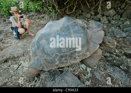 Tourist watching a giant tortoise at Charles Darwin Research Center. Santa Cruz island, Galapagos, Ecuador. Stock Photo