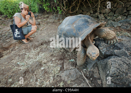 Tourist watching a giant tortoise at Charles Darwin Research Center. Santa Cruz island, Galapagos, Ecuador. Stock Photo