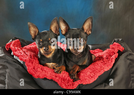 two Russian Toy Terrier dogs pillow Stock Photo