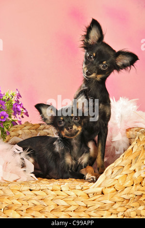 two Russian Toy Terrier dogs Stock Photo