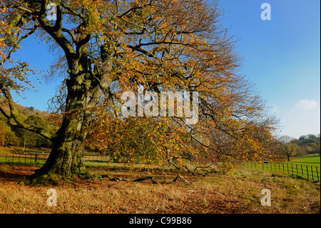 Autumn tree with leaves on the ground england uk Stock Photo