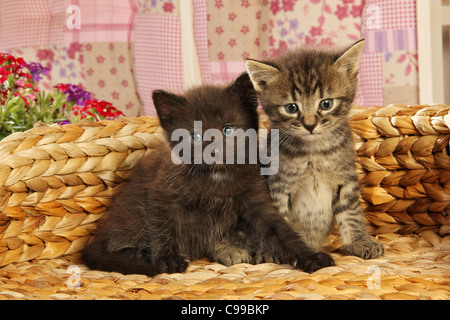 domestic cat two kittens (28 days) sitting Stock Photo