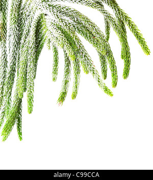 Beautiful green fir holiday border isolated on white background, Christmas tree branch Stock Photo