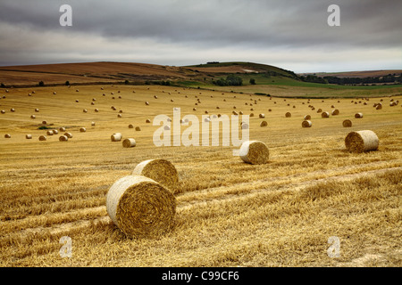 Field of straw bales, Longfurlong, West Sussex Stock Photo