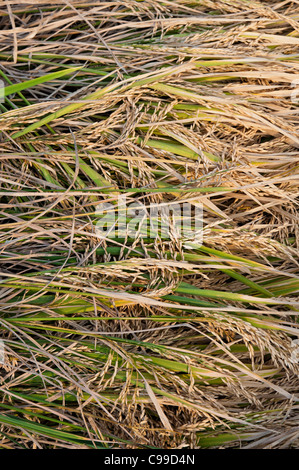 Harvested rice plants waiting to be collected and threshed by hand in the rural indian countryside. Andhra Pradesh, India Stock Photo