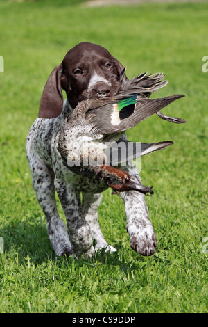 German Shorthaired Pointer. Puppy retrieving a duck Stock Photo