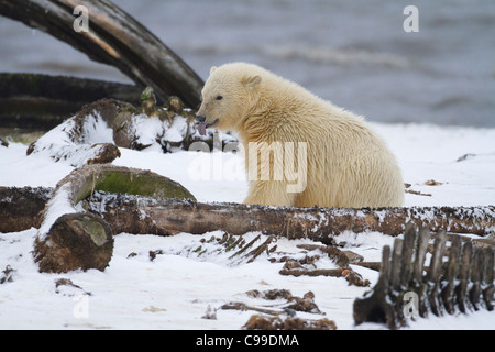 Polar Bear cub (Ursus maritimus)  tongue hanging out sitting amongst whale bones in snow on beach at Kaktovik, Alaska in October Stock Photo