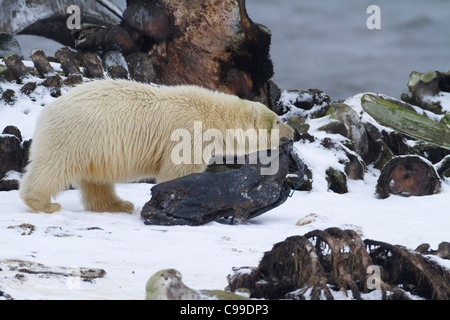 Polar Bear cub (Ursus maritimus) dragging black bin bag through whale bones in snow on beach at Kaktovik, Alaska in October Stock Photo