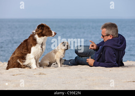 man with Pug and Border Collie at the beach Stock Photo