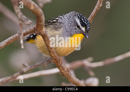 SPOTTED PARDALOTE PERCHED IN A BUSH. Stock Photo