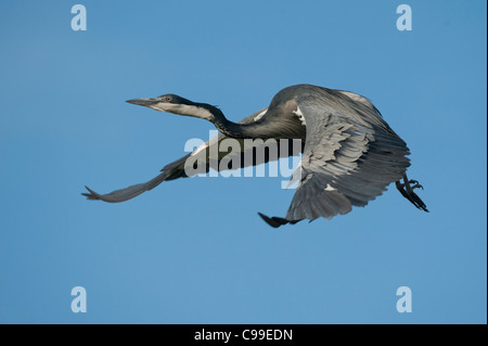 Black-headed heron in flight, Johannesburg, South Africa Stock Photo