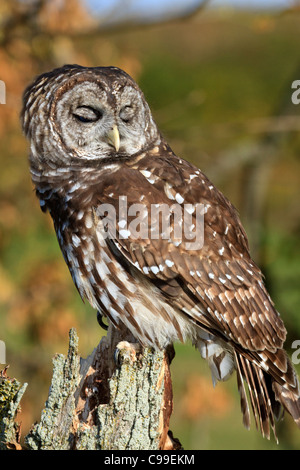 Barred Owl (Strix varia) Stock Photo