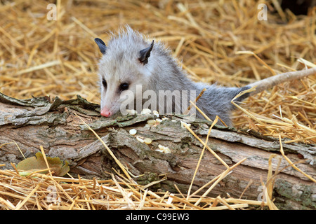 Virginia opossum (Didelphis virginiana). Stock Photo