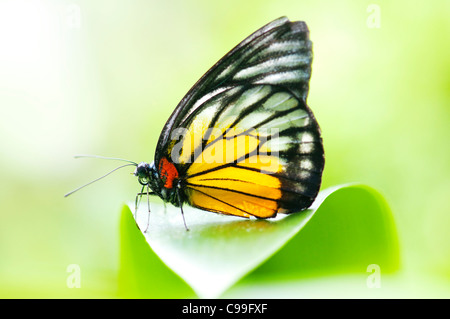 Close-up ER prioneris philonome themana (red spot sawtooth)on green leaf Stock Photo