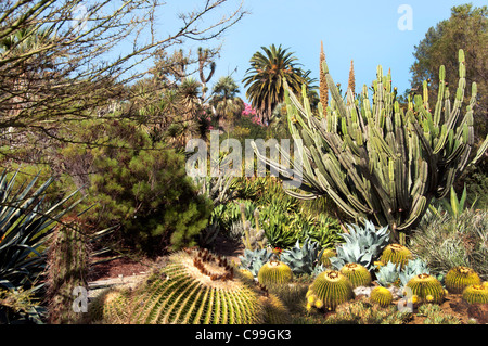 The Huntington, Library Art Collections, Botanical Gardens, cactus succulents garden  San Marino California America Stock Photo