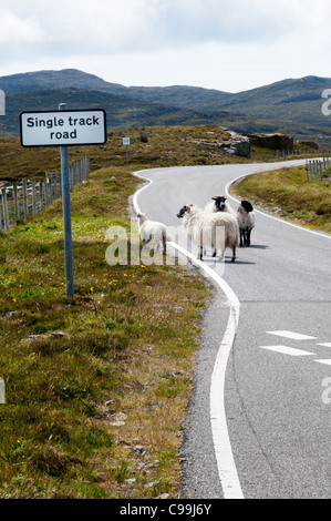 Sheep walking along a road with a single track road sign in the Outer Hebrides,  Scotland. Stock Photo